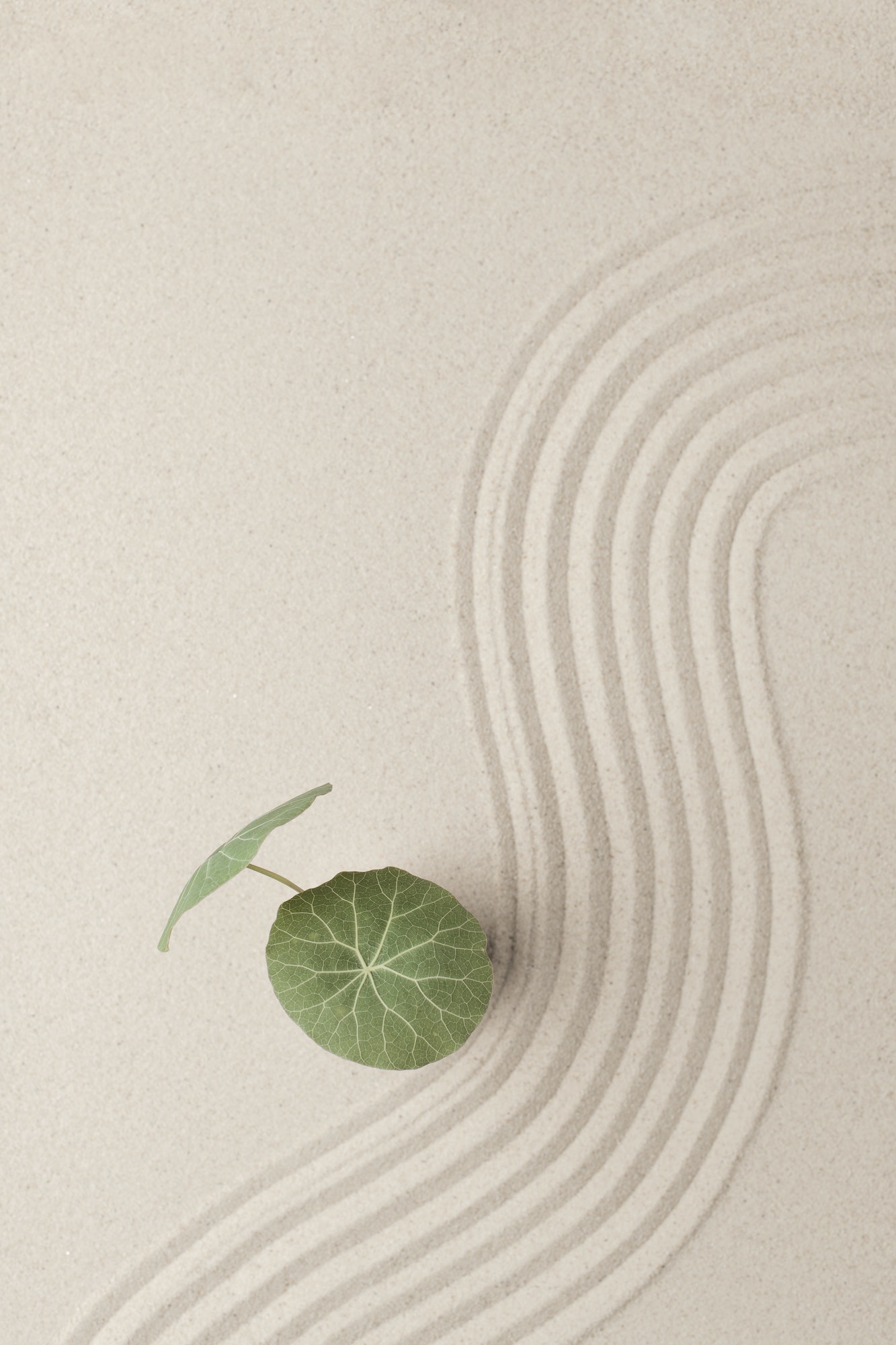 Plant on the beach sand background in health and wellbeing concept